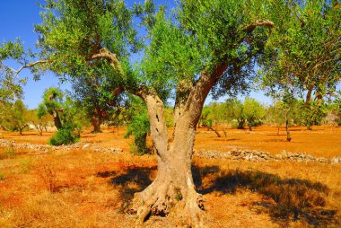 Antik zeytin ağaçları: Salento, Apulia bölgesinin Güney İtalya.