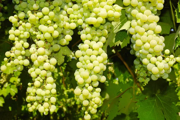 Racimos Uvas Viñedo Centro Italia — Foto de Stock