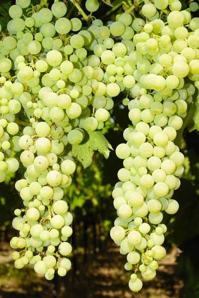 Bando Uvas Numa Vinha Centro Itália — Fotografia de Stock