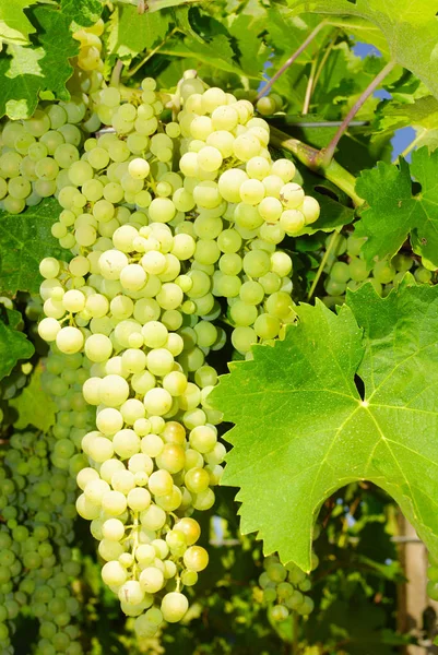 Trauben Einem Weinberg Mittelitalien — Stockfoto