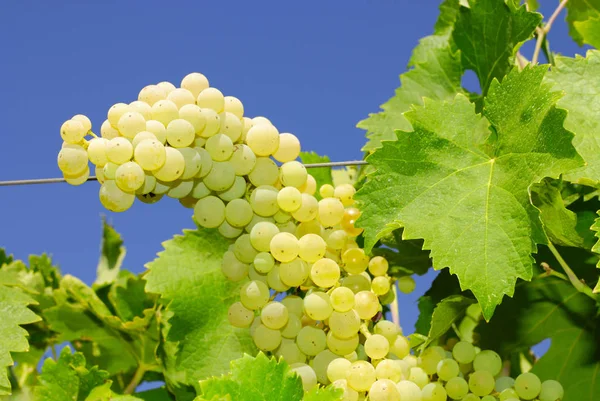 Trauben Einem Weinberg Mittelitalien — Stockfoto