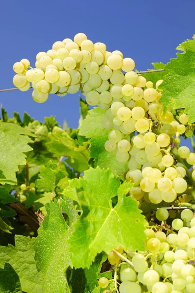 Горсть Винограда Винограднике Центральной Италии — стоковое фото