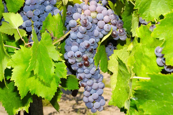 Demet, Orta Italya'nin bir üzüm üzüm