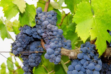 Demet, Orta Italya'nin bir üzüm üzüm