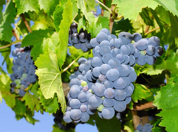 Des Grappes Raisins Dans Vignoble Italie Centrale — Photo