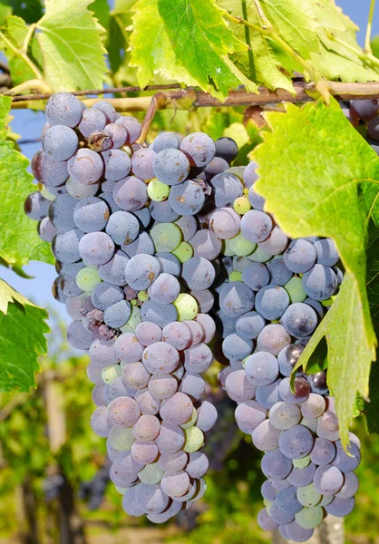 Demet, Orta Italya'nin bir üzüm üzüm