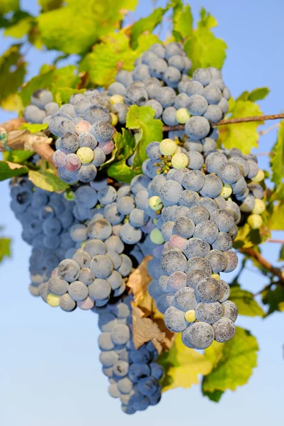 Demet, Orta Italya'nin bir üzüm üzüm