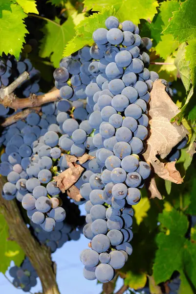 Гірлянди Винограду Виноградники Італії — стокове фото