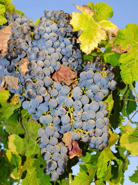 Demet, Orta Italya'nin bir üzüm üzüm