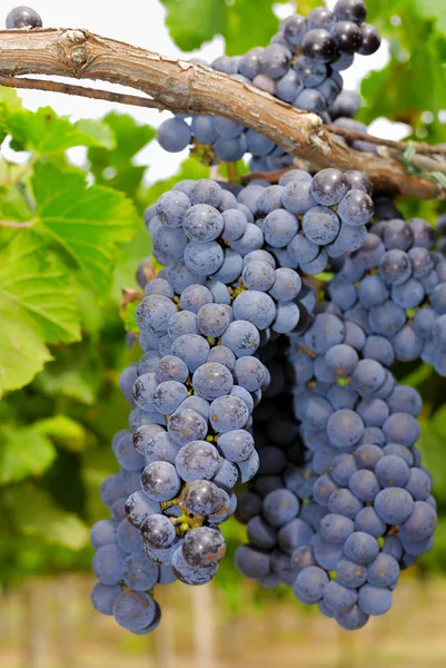 Demet, Orta Italya'nin bir üzüm üzüm