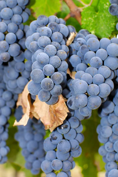 Demet, Orta Italya'nin bir üzüm üzüm