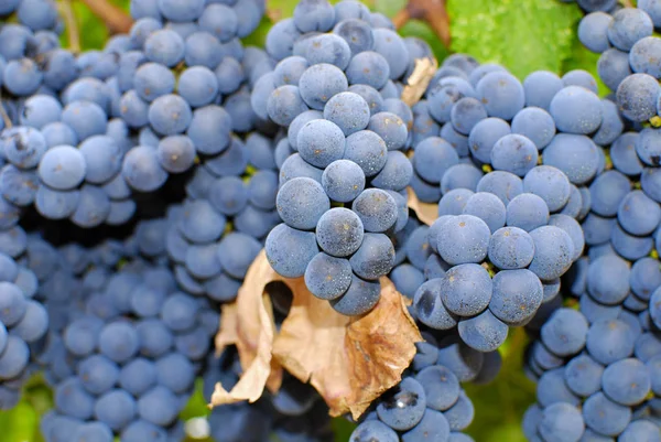 Demet, Orta Italya'nin bir üzüm üzüm