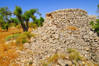 Antik zeytin ağaçlarıyla kuru taş sığınak: Salento, Puglia, Güney İtalya'nın tipik peyzaj.