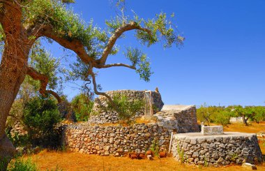 Antik zeytin ağaçlarıyla kuru taş sığınak: Salento, Puglia, Güney İtalya'nın tipik peyzaj.