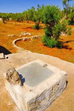 Antik zeytin ağaçları,: Salento, Apulia Bölgesi, Güney İtalya ile eski taş sarnıç.