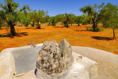 Antik zeytin ağaçları,: Salento, Apulia Bölgesi, Güney İtalya ile eski taş sarnıç.