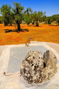 Antik zeytin ağaçları,: Salento, Apulia Bölgesi, Güney İtalya ile eski taş sarnıç.