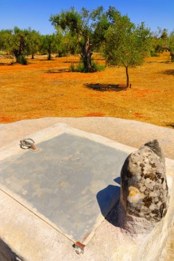 Antik zeytin ağaçları,: Salento, Apulia Bölgesi, Güney İtalya ile eski taş sarnıç.