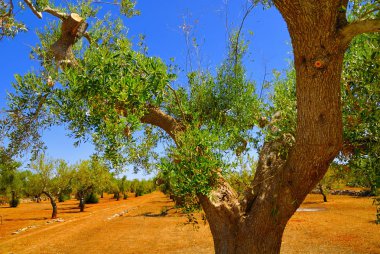 Antik zeytin ağaçları: Salento, Apulia bölgesinin Güney İtalya