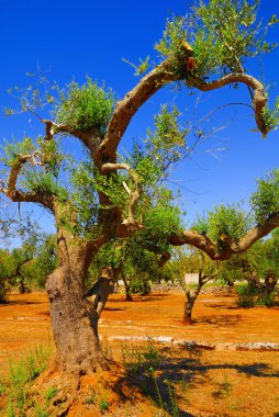 Antik zeytin ağaçları: Salento, Apulia bölgesinin Güney İtalya