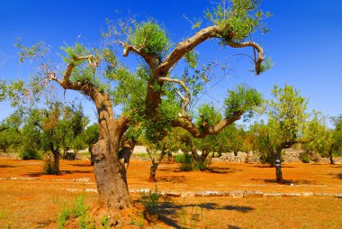 Antik zeytin ağaçları: Salento, Apulia bölgesinin Güney İtalya