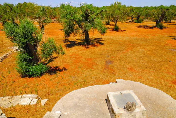Antik zeytin ağaçları,: Salento, Apulia Bölgesi, Güney İtalya ile eski taş sarnıç.