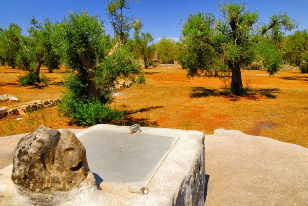 Antigua Cisterna Piedra Con Olivos Antiguos Salento Región Apulia Sur — Foto de Stock