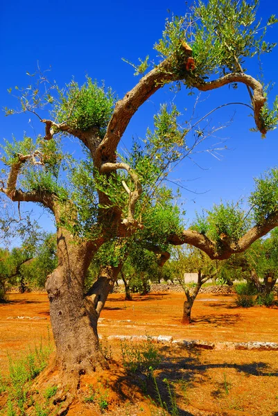 Antik zeytin ağaçları: Salento, Apulia bölgesinin Güney İtalya