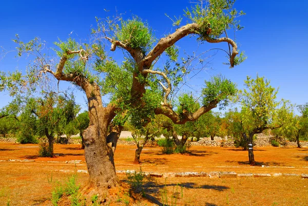Antik zeytin ağaçları: Salento, Apulia bölgesinin Güney İtalya