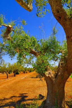 Antik zeytin ağaçları: Salento, Apulia bölgesinin Güney İtalya