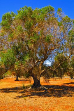 Antik zeytin ağaçları: Salento, Apulia bölgesinin Güney İtalya