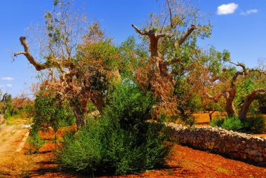 Antik zeytin ağaçları: Salento, Apulia bölgesinin Güney İtalya