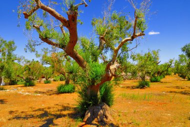 Antik zeytin ağaçları: Salento, Apulia bölgesinin Güney İtalya
