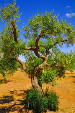 Antik zeytin ağaçları: Salento, Apulia bölgesinin Güney İtalya