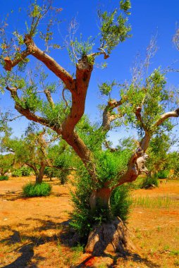 Antik zeytin ağaçları: Salento, Apulia bölgesinin Güney İtalya