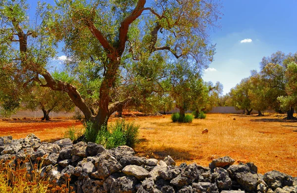 Oude Olijfbomen Van Salento Apulië Regio Zuid Italië — Stockfoto