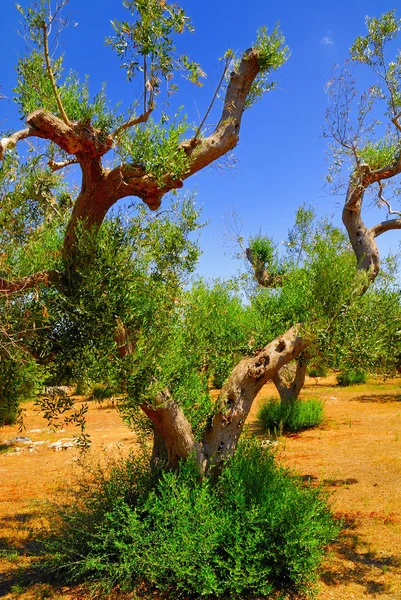 Antik zeytin ağaçları: Salento, Apulia bölgesinin Güney İtalya