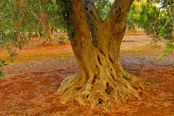 Antik zeytin ağaçları: Salento, Apulia bölgesinin Güney İtalya