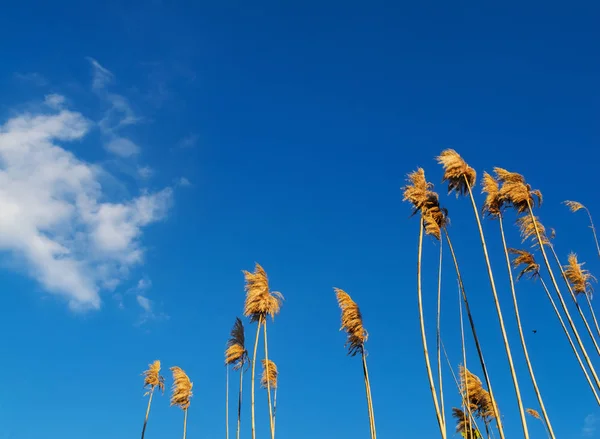 Ravennagrass stems against the sky . The inflorescenze is a plume-like panicle of spikelets covered in pale-colred silky hairs.