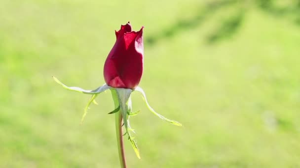 Beautiful Red Rosebud Garden Its Windy Day Macro Lens — ストック動画