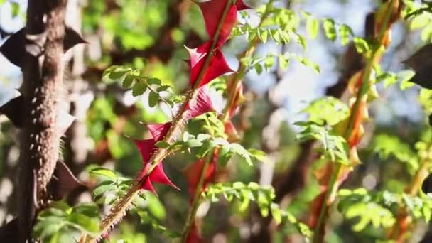 Schöne Rote Perldornen Der Rosenpflanze Rotblättrige Rose Pteragonis Auch Seidenrose — Stockvideo