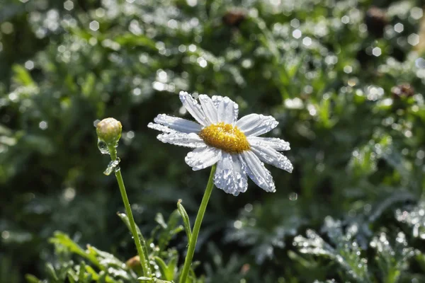 Daisy blomman efter regn — Stockfoto