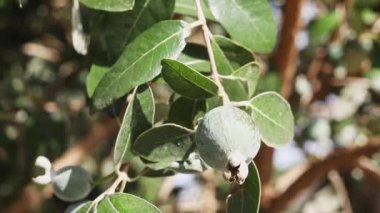 Güneşli ve rüzgarlı bir günde dalda Jojoba meyvesi, arka planda odak dışı meyveler, makro lens