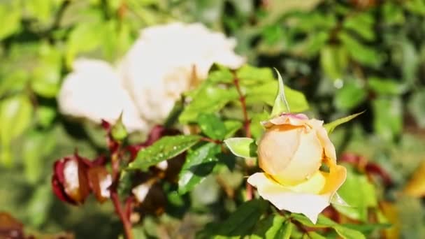 Bella Rosa Gialla Bianca Bocciolo Giardino Sullo Sfondo Rose Fiore — Video Stock