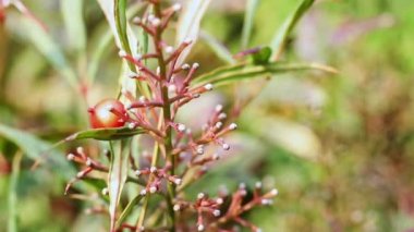 Nandina 'nın kırmızı çileği -kutsal bambu ya da ilahi bambu- güneşli ve rüzgarlı bir günde 
