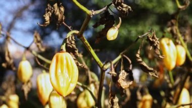 Habanero biberi bitkisi -kapsicum chinense - sarı meyve ve kuru yaprakların ayrıntıları, bahçede güneşli bir gün.