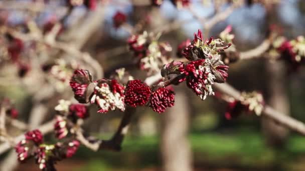 Élénk Vörös Virágok Perzsa Vasfa Parrotia Persica Egy Fényes Napsütéses — Stock videók