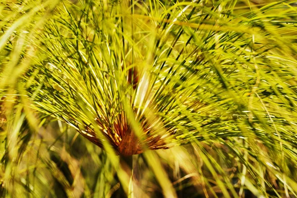 Szczegóły dotyczące roślin papirusowych — Zdjęcie stockowe
