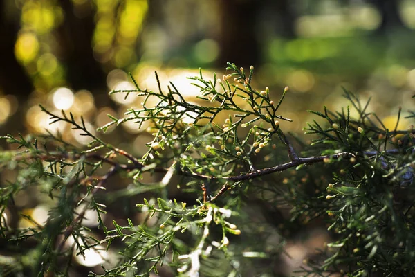 Mexican white cedar tree detail — 스톡 사진