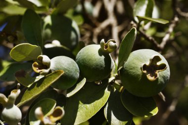 Güneşli bir günde dalda Jojoba meyveleri, arka planda odak dışı meyveler, makro lens